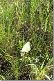 Great Bird Island (49)