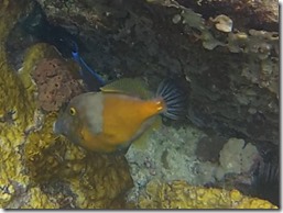 Plonge Cousteau (1)