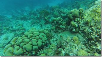Plonge Cousteau (4)