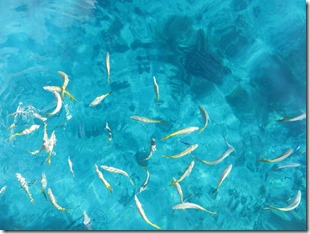 Reserve Cousteau (9)
