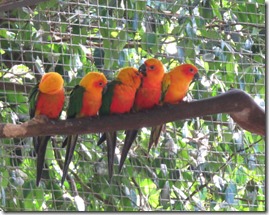 Zoo Parc des Mamelles (17)