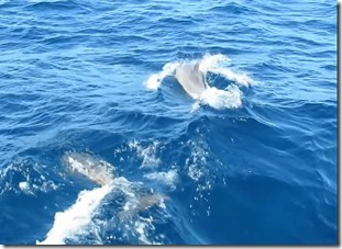 dauphins