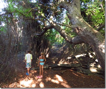 Buck Island (14)