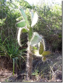 Buck Island (31)