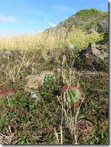 Ile Fourchue (23)