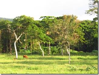 Nevis (237)
