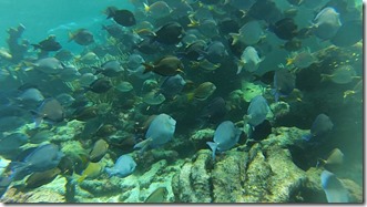 Plongee Buck Island (11)