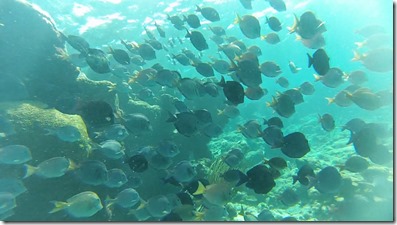 Plongee Buck Island (12)
