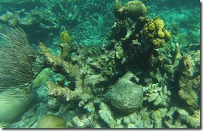 Plongee Buck Island (1)