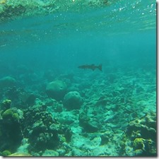 Plongee Buck Island (5)