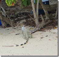 St-Jonh Francis-Maho Bay (26)