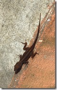 Vieques Esperanza (6)