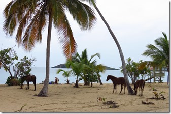 Vieques Sun Bay (19)