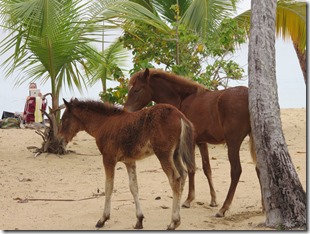 Vieques Sun Bay (20)