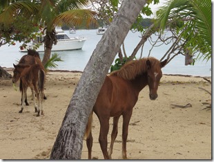 Vieques Sun Bay (21)