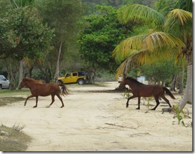 Vieques Sun Bay (23)