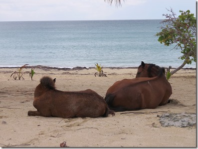 Vieques Sun Bay (27)