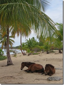 Vieques Sun Bay (31)