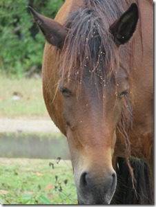 Vieques Sun Bay (6)