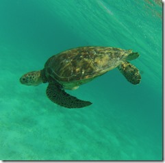 tortue (17)