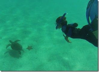tortue (27)