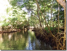 Los Haitises (32)