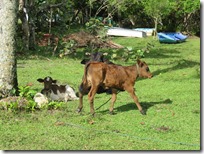 Los Haitises (83)