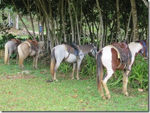 Los Haitises (93)