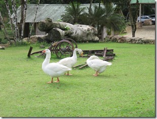 Los Haitises (94)