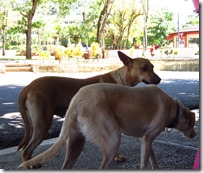 Samana (9)