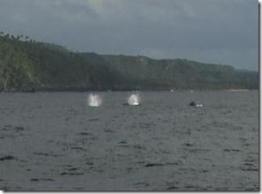 baleine1
