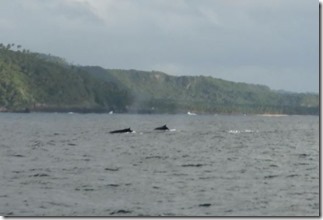 baleine2