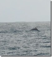 baleine3