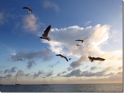 Great Guana Cay (19)
