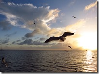 Great Guana Cay (20)