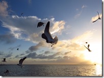 Great Guana Cay (21)