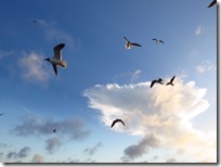 Great Guana Cay (3)