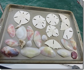 Green Turtle Cay (34)