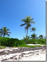 Tahiti Beach (15)