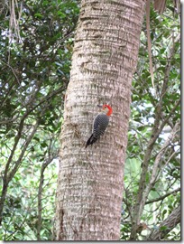 Vero Beach (19)