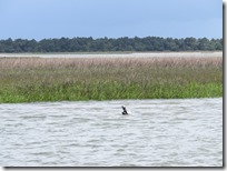 Dewees Creek (14)