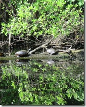 Dismal Swamp (4)