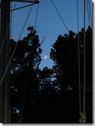 Dismal Swamp (50)
