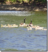 Canal Champlain (16)